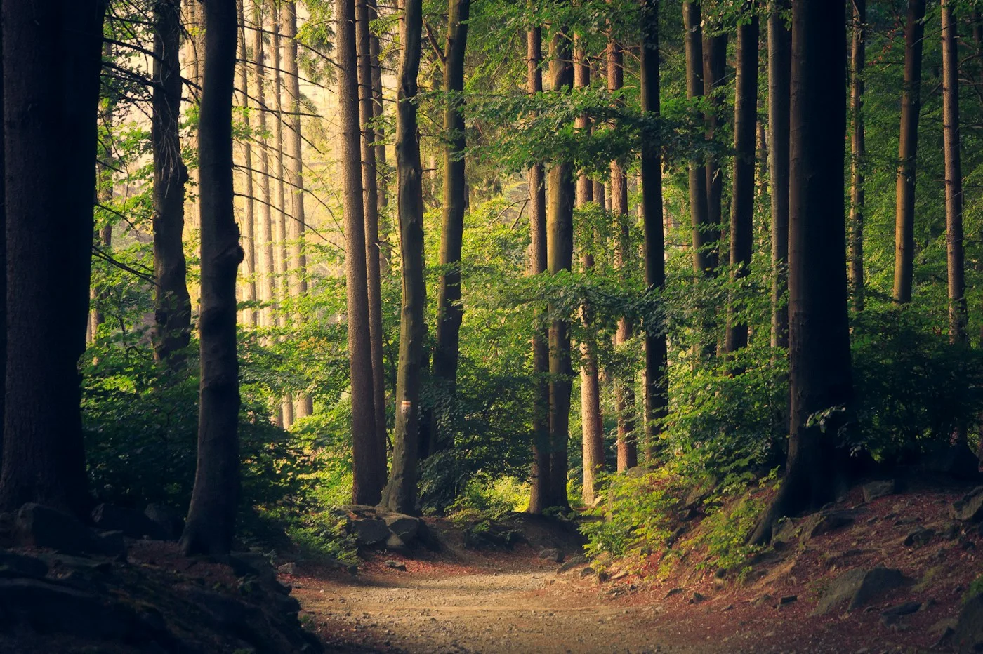 A sunlit path through a green woodland